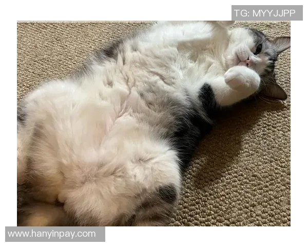 猫咪如何通过努力训练与机遇成为足球场上的明星宠物